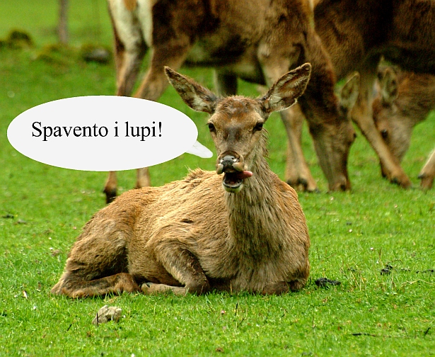 Mammalia .... che ridere!